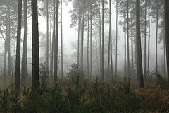 bosque 1