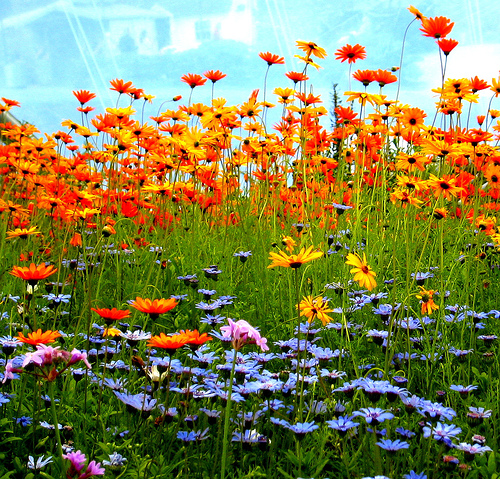 fotografia fotografia