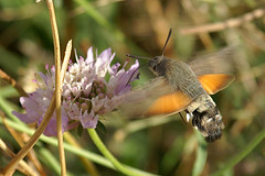Nozav