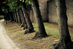 Árboles en línea