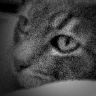 Holga